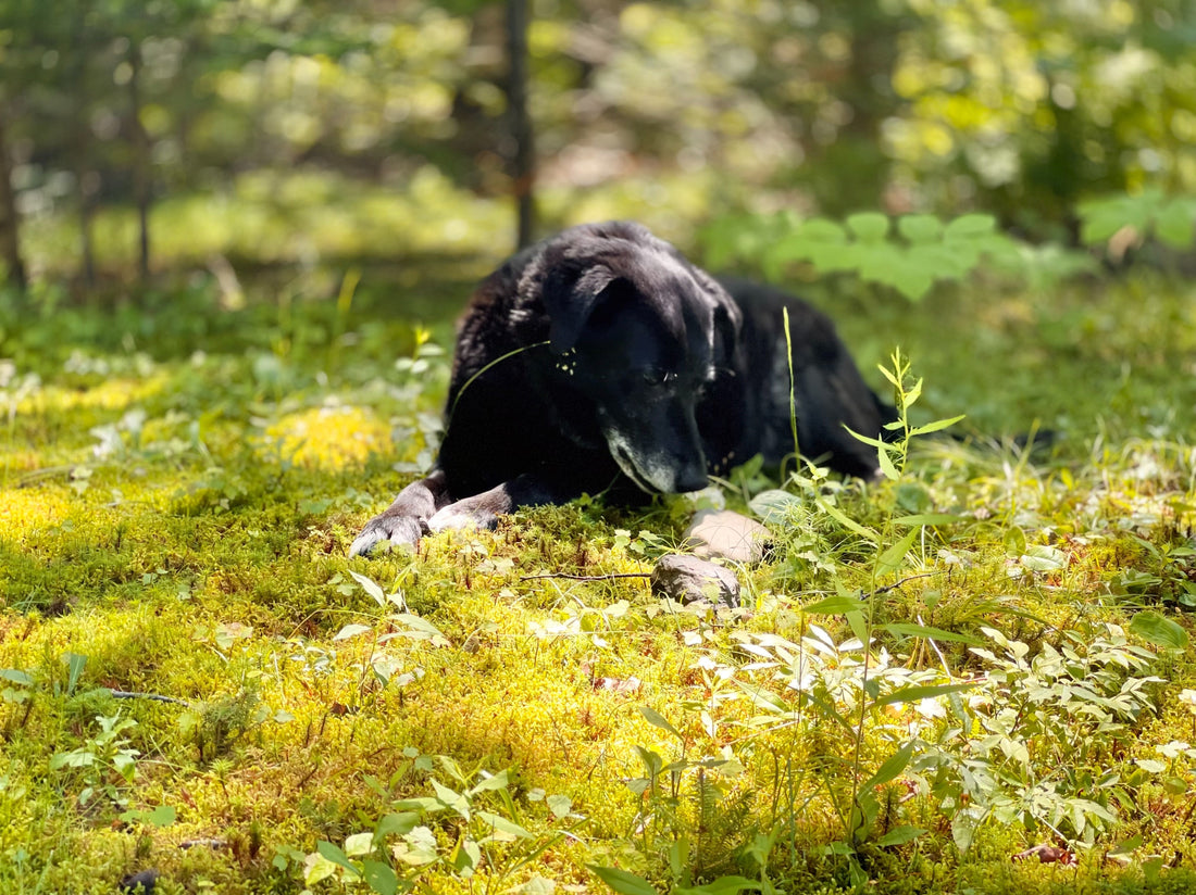 Grieving a Pet: How Journaling Helps You Heal and Cherish Memories